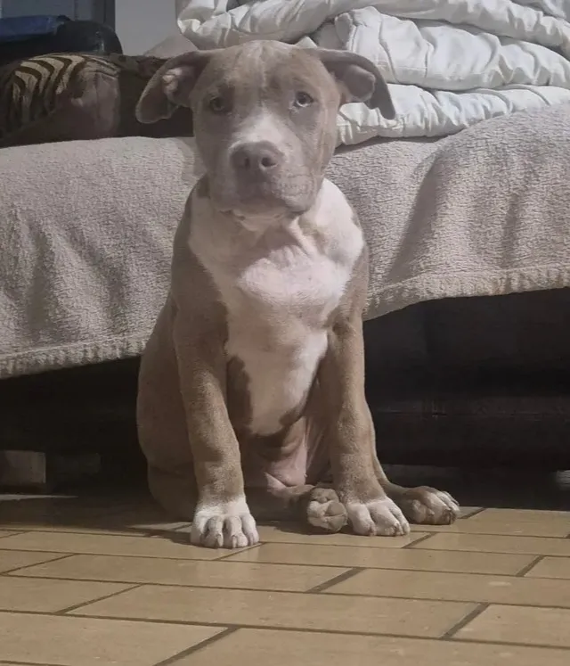 Of royal bully, American Bully breeder in Rouille (Vienne), photo 5