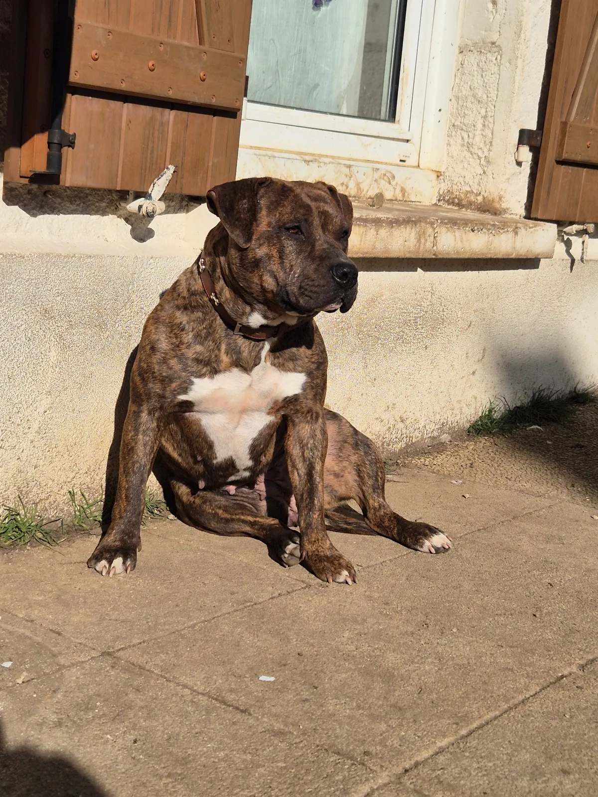 Of royal bully, American Bully breeder in Rouille (Vienne), photo 3