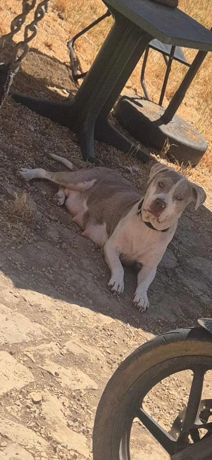 Of royal bully, American Bully breeder in Rouille (Vienne), photo 2